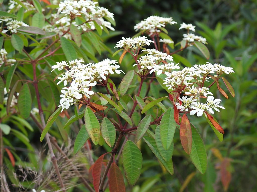 Euphorbia leucocephala